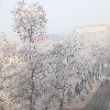校园雾淞——2.