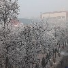 校园雾淞——3.