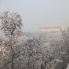 校园雾淞——4.