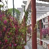 长廊花开.